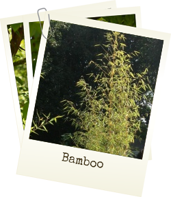Home grown Bamboo plants for sale