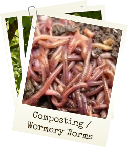 View our composting / wormery worms