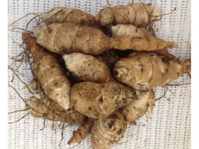 5kg Organically grown Jerusalem Artichokes