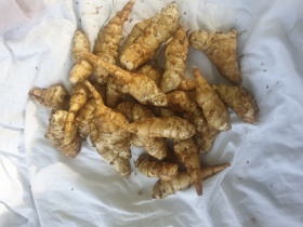 1.7kg Jerusalem Artichokes